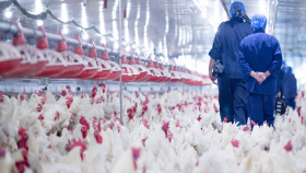 В Аргентине зарегистрировали грипп птиц у промышленного поголовья